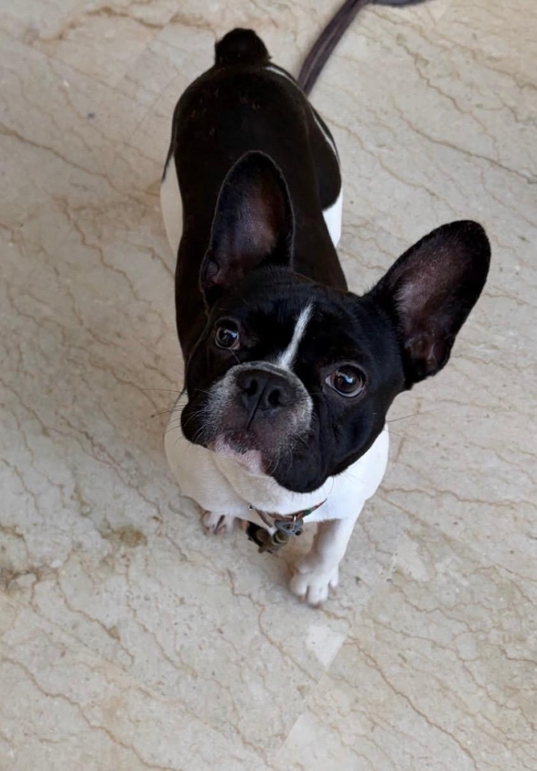 Bulldog Francais