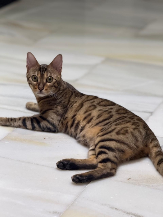 Chat Bengale