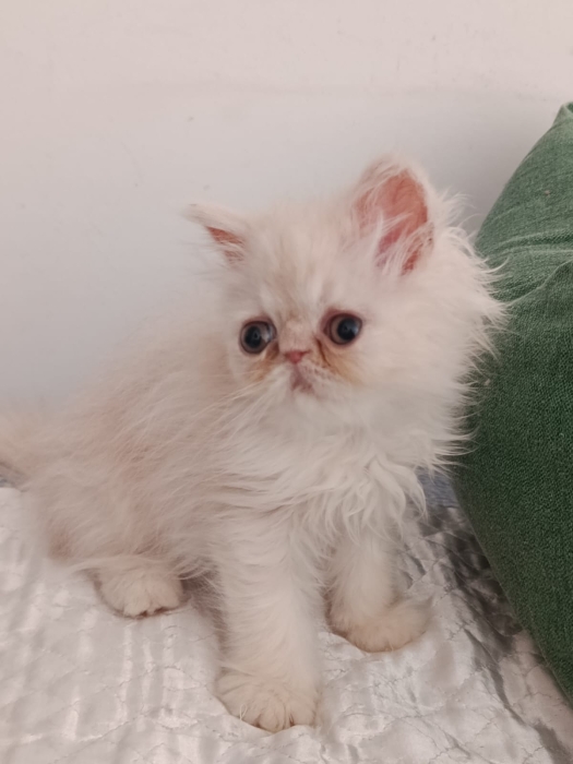Petit mâle persan 2 mois