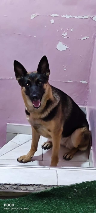 Femelle berger allemand