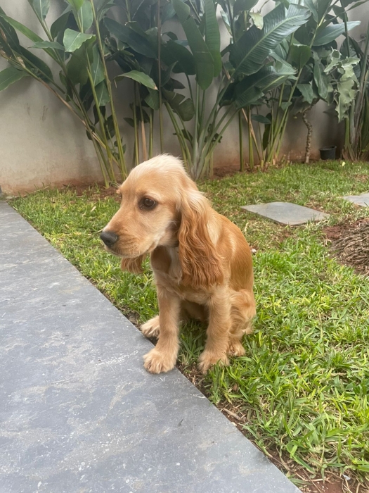 Cocker anglais 5 mois Golden