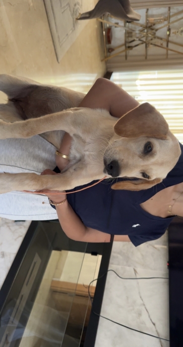 Labrador