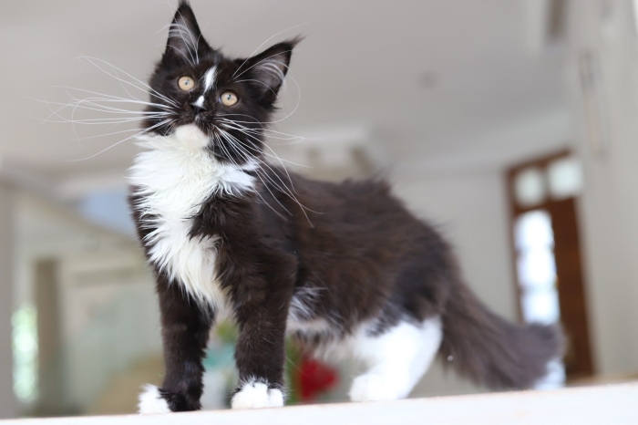 Chat maine coon avec Pedigree