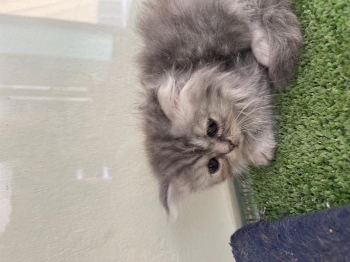 Persian Chinchilla