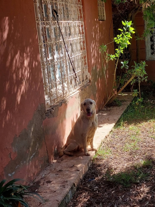 Femelle labrador retriever race pure