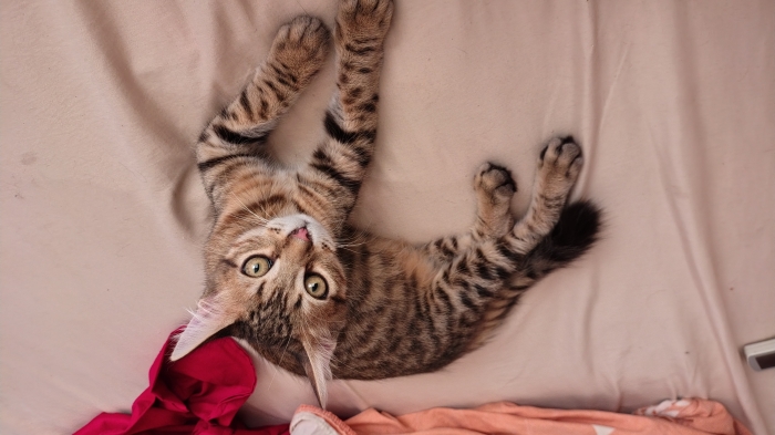 Chat Toyger