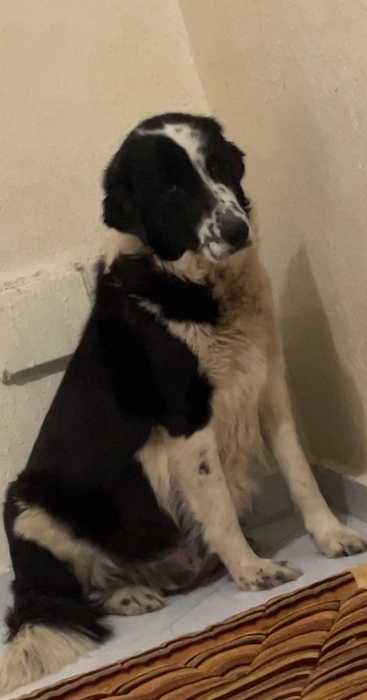 une femelle aidi atlas pure