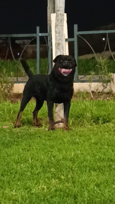Super male rottweiler race pure grande gabarit