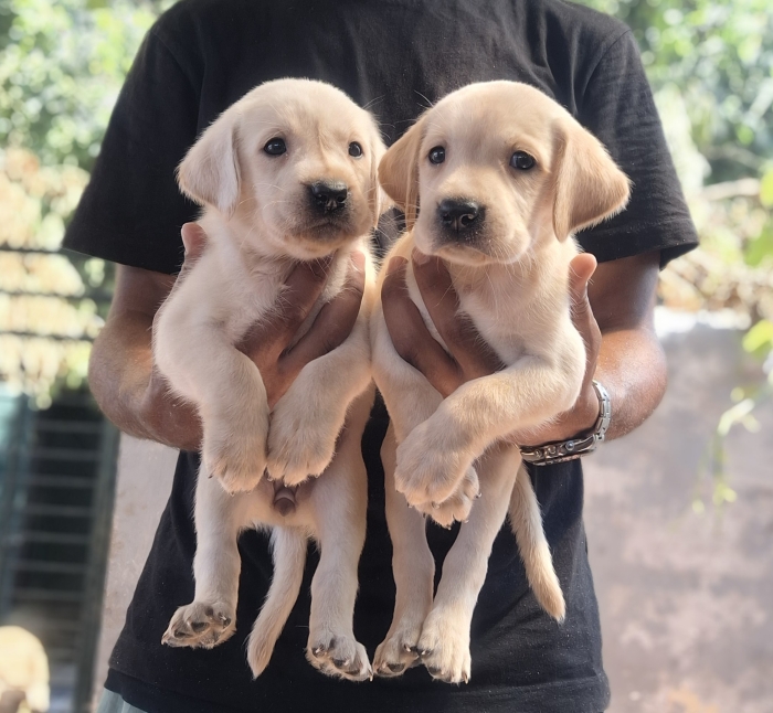 Labrador