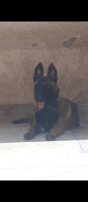 Femelle malinois charboni