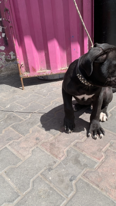 Cane corso pure race