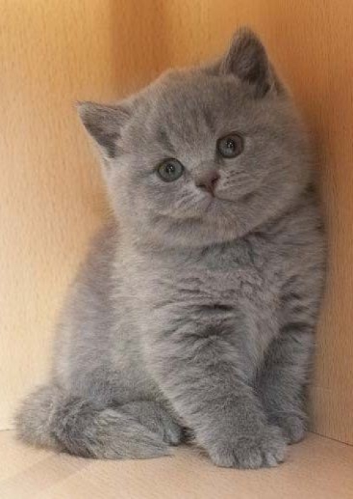 Kitten pur race