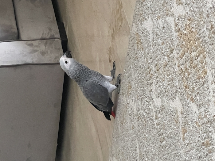Perroquet gabonais