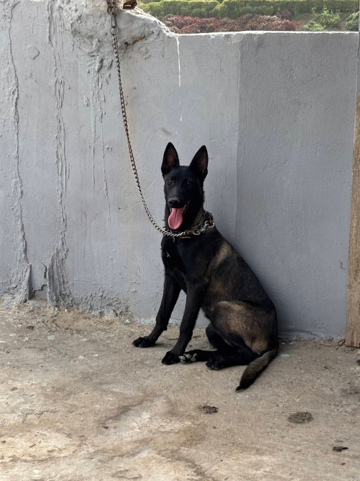 Super femelle malinois trés charboni