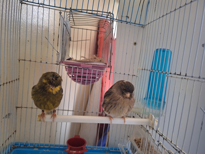 Couple canari closter