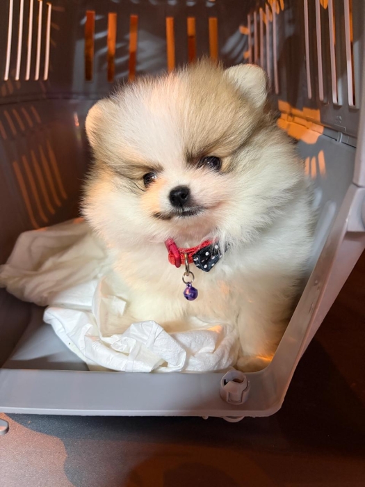 Spitz pommeranian