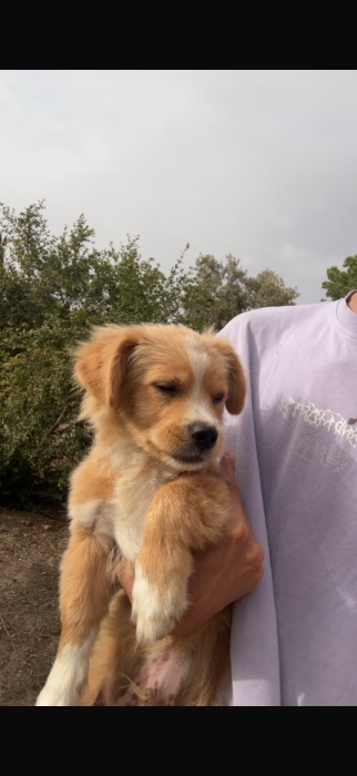 Caniche 6 mois
