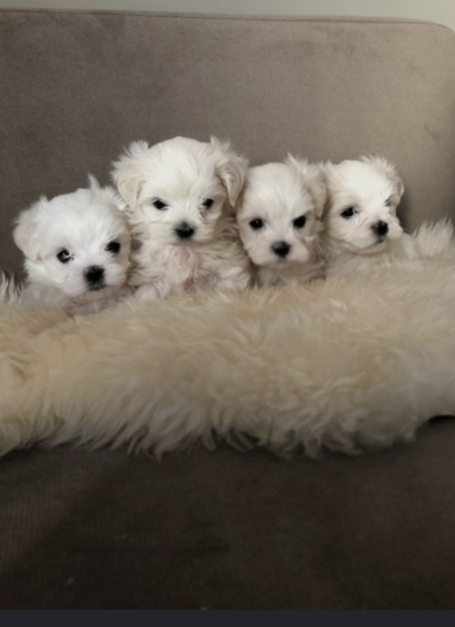Chiots bichon maltais