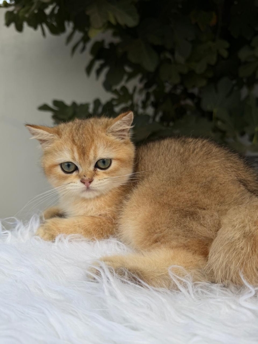 Chatons scottish straight et fold