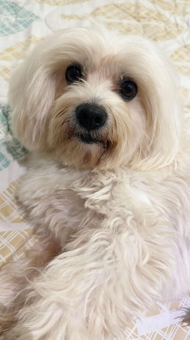 Chiots bichon maltais toy