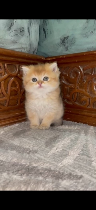 British shorthair