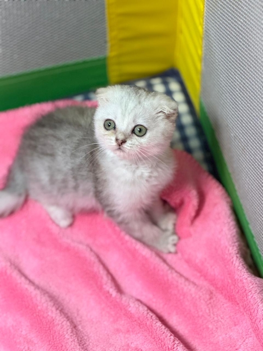 Des chatons scottish fold