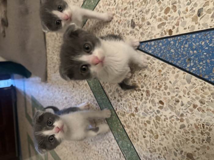 Donation petits chaton