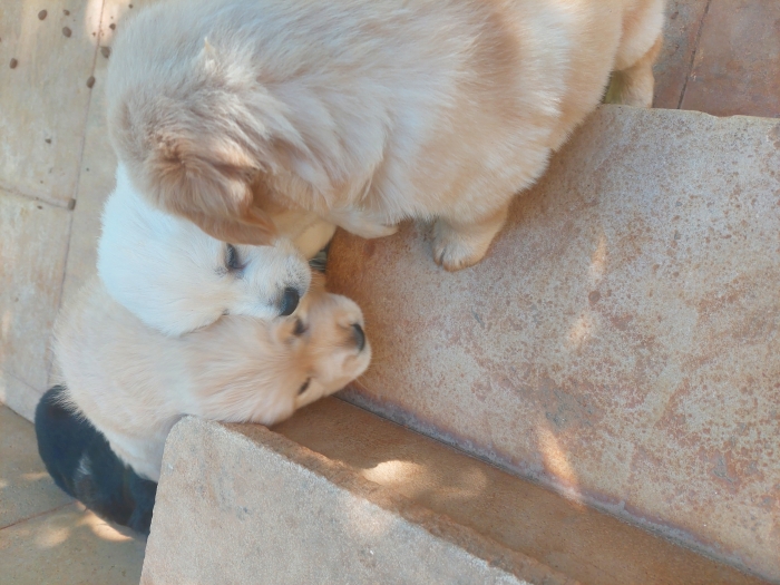 Chiots golden retriever
