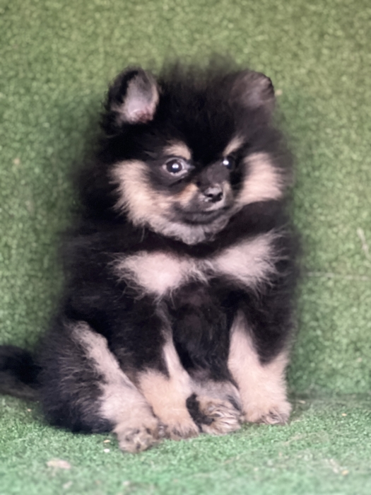 Spitz nain exotique