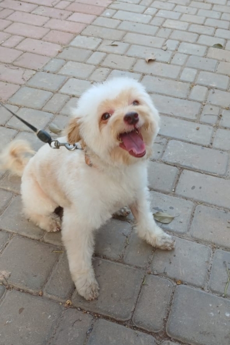 Bichon Havanais a céder