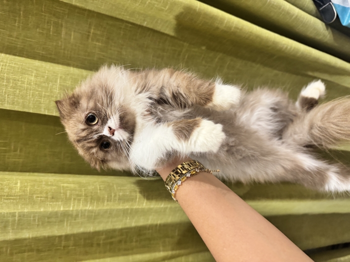 Scottish Fold Highland chocolat et blanc mâle