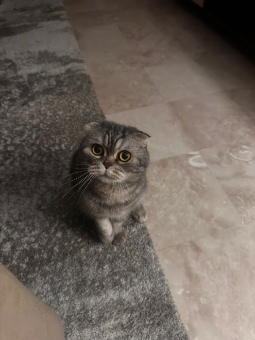 🐾 Scottish Fold mâle – Fluffy🐾