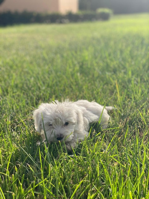 Bichon maltais pure race