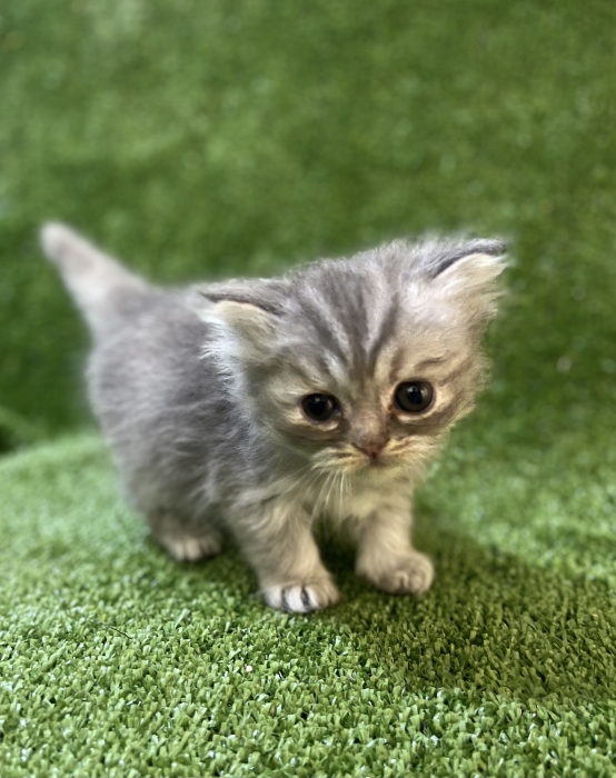 Chatons Persan Chinchilla Race Pure – Qualité Premium