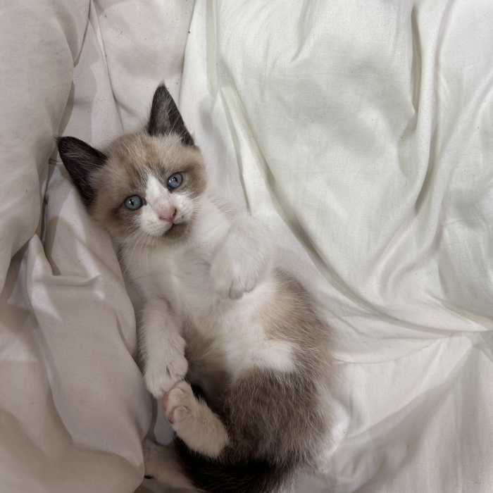 Chat siamois