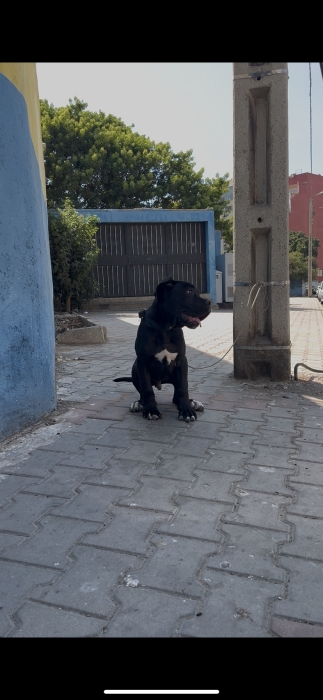Cane corso pure