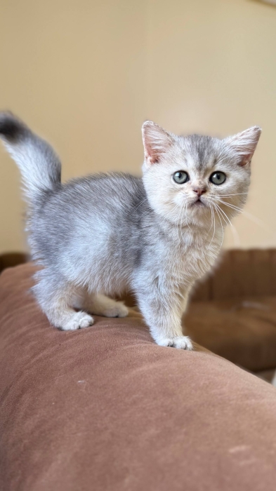 Scottish fold & british shorthair