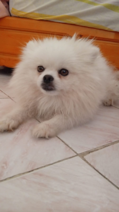 Spitz nain