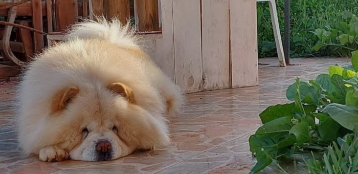 Super male chow chow race pure