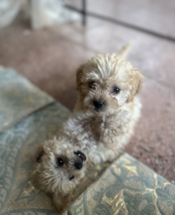 FEMELLES MALTIPOO