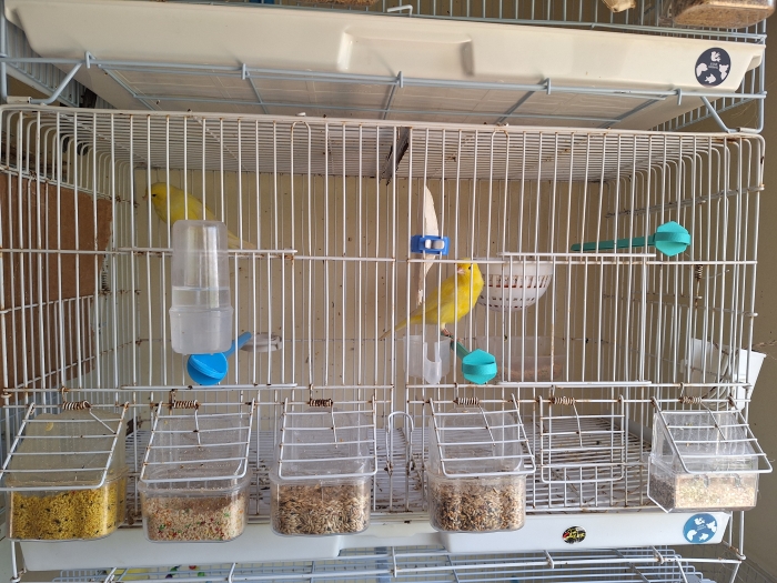 Couple canari récessif jeune bg 2025