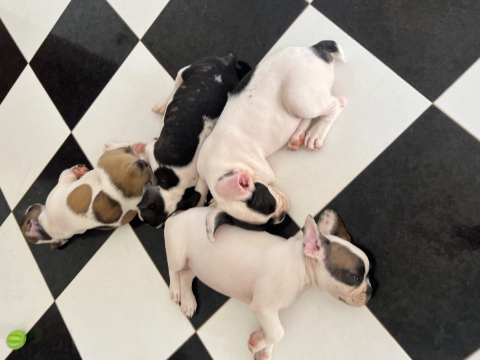 Bouledogue français pedigree