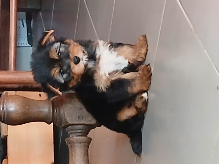 Sublime mâle yorkshire terrier pure race