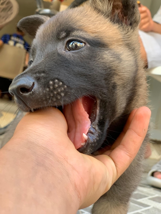 Mal malinois