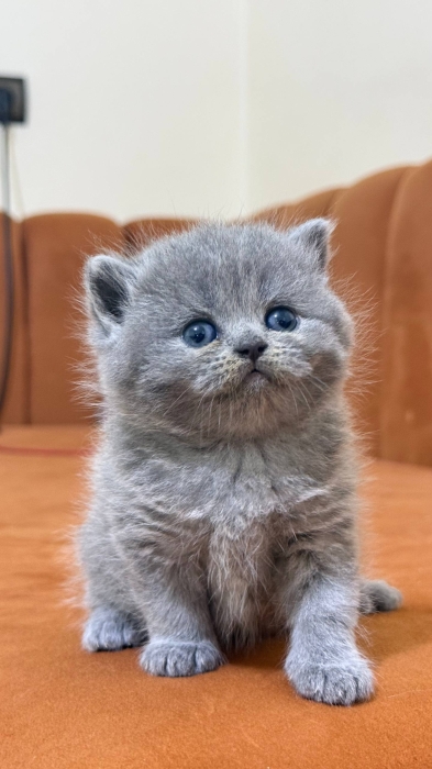 Scottish fold & british