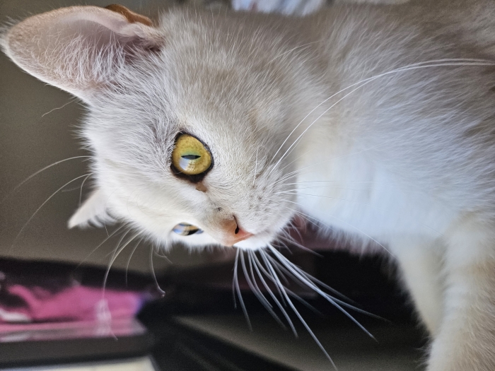 Scottish straight male castré