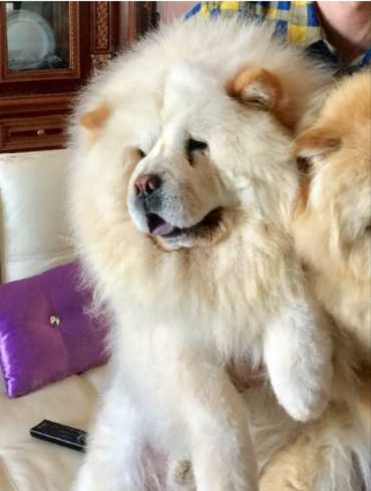 Super male chow chow race pure