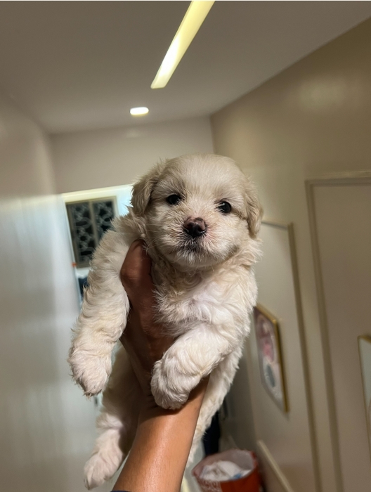 Bichon Maltais ✨🐾