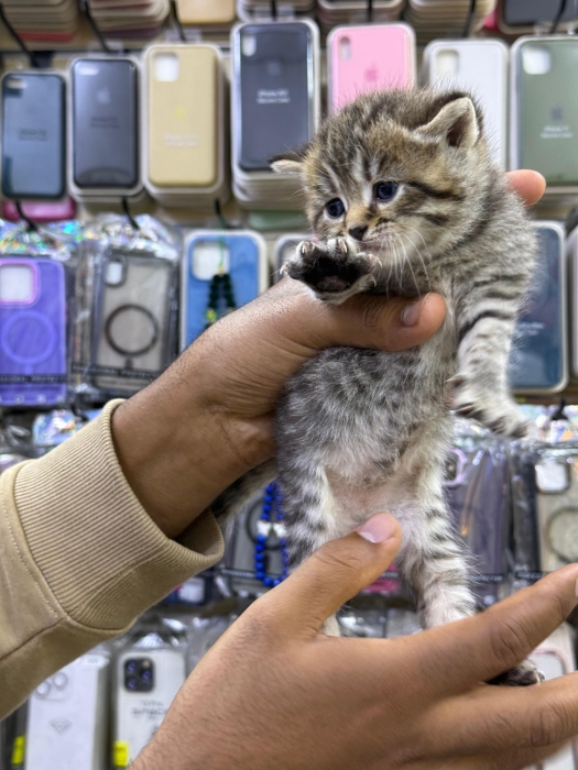 Chaton shirazi