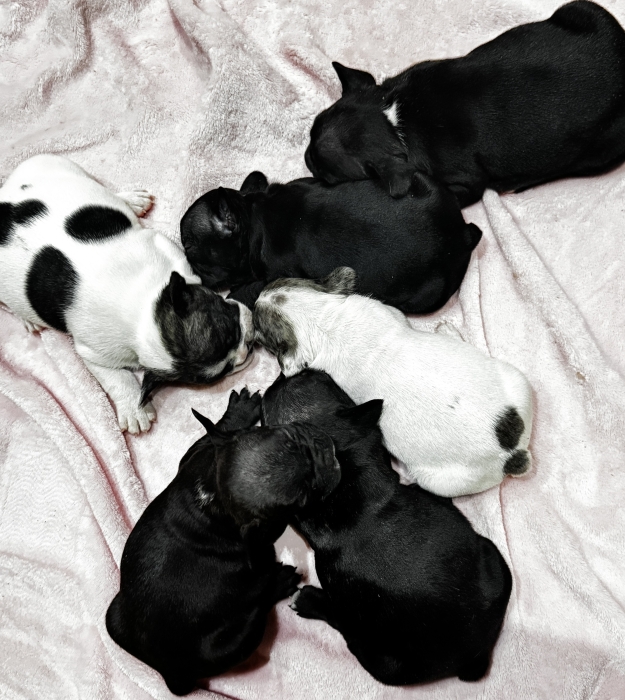 Bouledogues Français race pure – Superbes chiots disponibles à la réservation